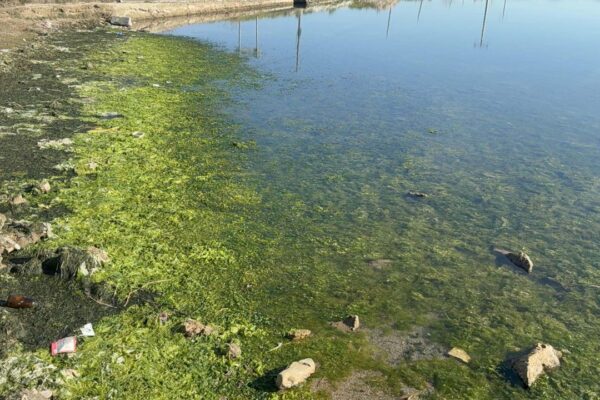 Tuzla Sulak Alanı deniz maruluyla kaplandı