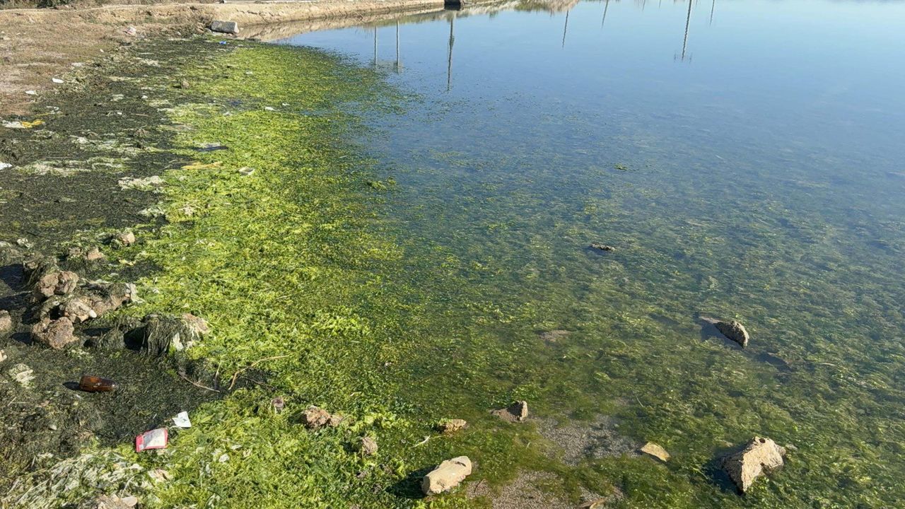 Tuzla Sulak Alanı deniz maruluyla kaplandı