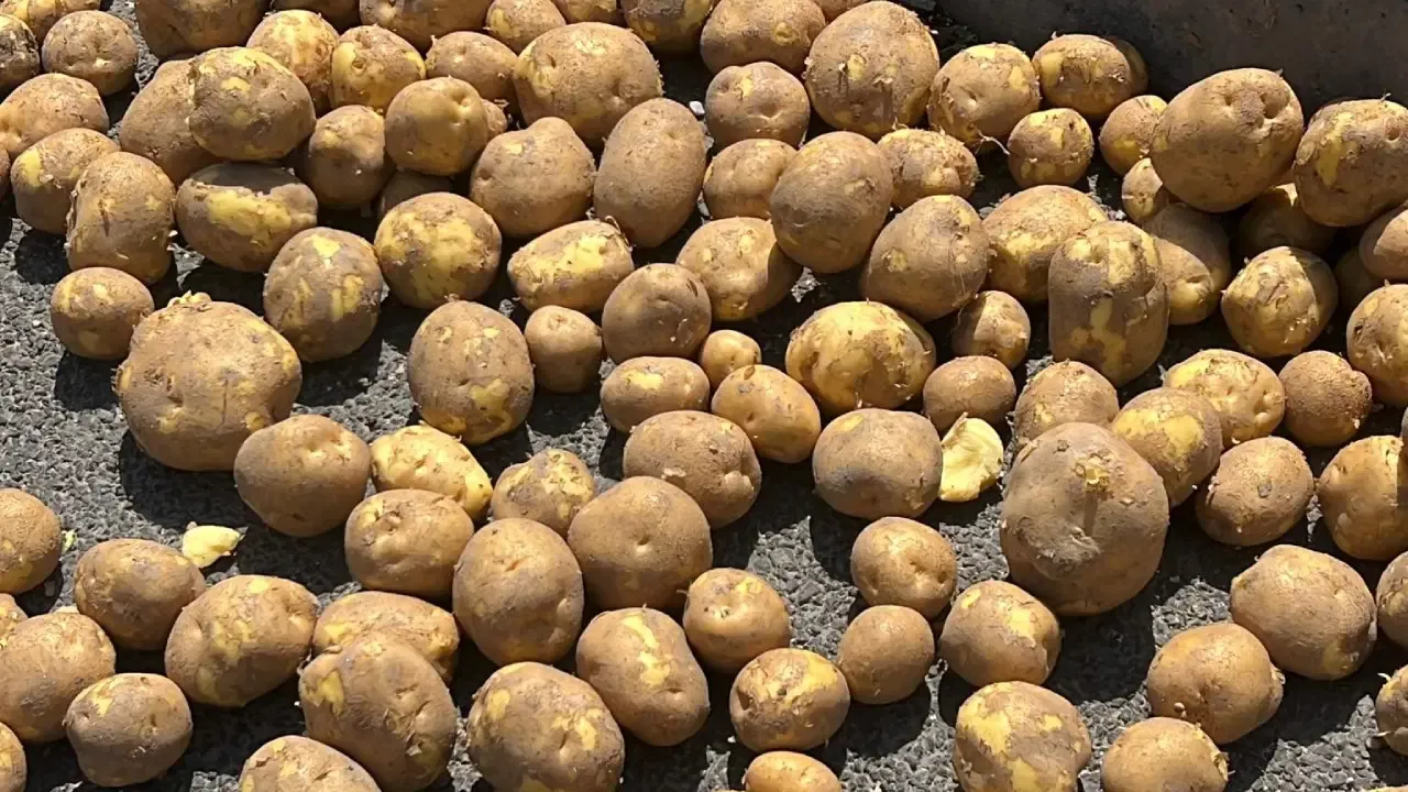 Yol patatesle kaplandı! Ulaşımda aksamalar yaşandı